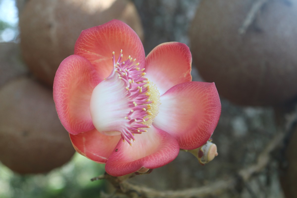 Couroupita guianensis Aubl.